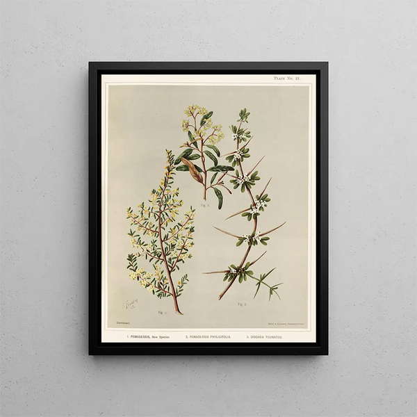 Pomaderris Neue Art 2 Pomaderris phylicifolia 3 Discaria toumatou Platte 21 - Sarah Featon — gerahmtes Bild an der Wand