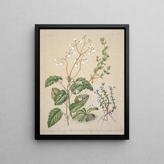 Sarah Featon - Calceolaria sinclarii Mimulus repens Mazus pumilio.webp