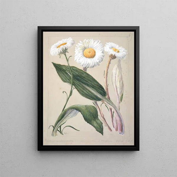 Celmisia holosericea Celmisia Hybrid aus Bergmargeriten aus Neuseeland - Sarah Featon — gerahmtes Bild an der Wand