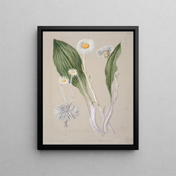 Marguerite des montagnes Celmisia - Sarah Featon — gerahmtes Bild an der Wand