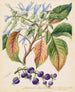 Colensoa physaloides - Sarah Featon — Ansicht des Kunstwerks