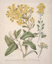 Marguerite Brachyglottis - Sarah Featon — Ansicht des Kunstwerks