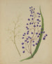 Dianella intermedia Pflanze mit Tinten - Sarah Featon — Ansicht des Kunstwerks
