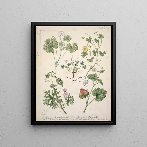 Géranium dissectum Géranium traversii Pelargonium australe Oxalis corniculata Magellanica - Sarah Featon — gerahmtes Bild an der Wand