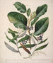 Griselinia lucida Corokia buddleoides - Sarah Featon — Ansicht des Kunstwerks