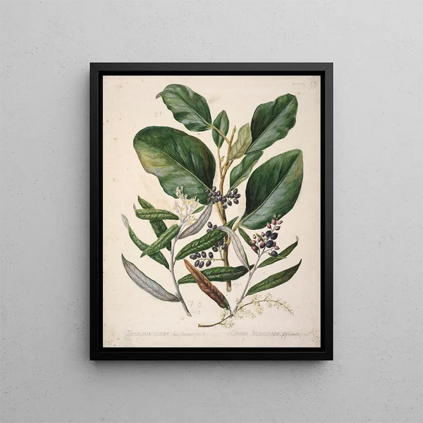 Griselinia lucida Corokia buddleoides - Sarah Featon — gerahmtes Bild an der Wand