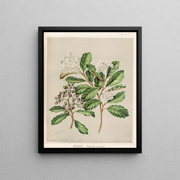 Kaikomako Pennantia corymbosa - Sarah Featon — gerahmtes Bild an der Wand
