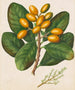 Orange - Sarah Featon — Ansicht des Kunstwerks