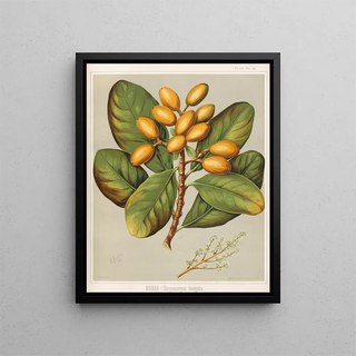 Sarah Featon - Karaka Corynocarpus Ioevigata Plate 24.webp