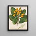 Orange - Sarah Featon — gerahmtes Bild an der Wand