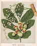 Reproduktion des Gemäldes KoheKohe Dysoxylum spectabile - Sarah Featon
