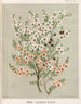 Reproduktion des Gemäldes Manuka Leptospermum scoparium - Sarah Featon