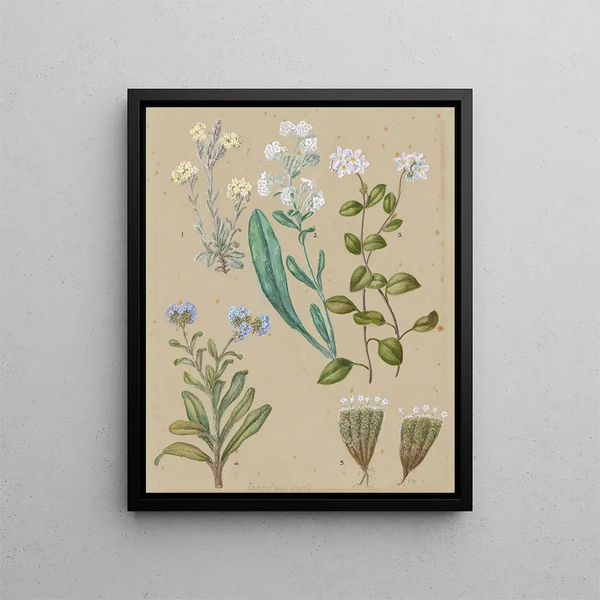 Myosotis espèce 5 Myosotis - Sarah Featon — gerahmtes Bild an der Wand