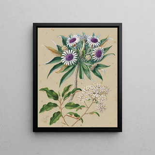 Sarah Featon - Olearia angustifolia mutton bird scrub Teteaweka Olearia frufuracea Akipirau.webp