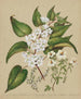 Plagianthus divaricatus Plagianthus lyallii Hibiscus trionum - Sarah Featon — Ansicht des Kunstwerks
