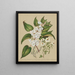 Plagianthus divaricatus Plagianthus lyallii Hibiscus trionum - Sarah Featon — gerahmtes Bild an der Wand
