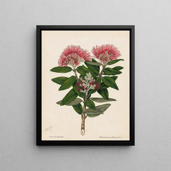 Pohutukawa Metrosideros tomentosa - Sarah Featon — gerahmtes Bild an der Wand