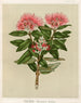 Pohutukawa Metrosideros tomentosa, Planche 37 - Sarah Featon — Ansicht des Kunstwerks