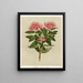 Pohutukawa Metrosideros tomentosa, Planche 37 - Sarah Featon — gerahmtes Bild an der Wand