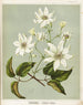 Puawananga Clematis indivisa, Planche 1 - Sarah Featon — Ansicht des Kunstwerks