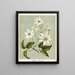 Puawananga Clematis indivisa, Planche 1 - Sarah Featon — gerahmtes Bild an der Wand