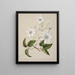 Puawananga Clematis indivisa - Sarah Featon — gerahmtes Bild an der Wand