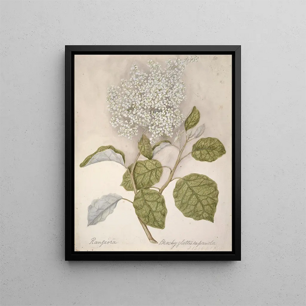 Rangiora - Sarah Featon — gerahmtes Bild an der Wand