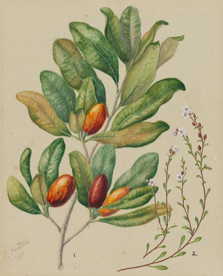 Sarah Featon - Samolus repens Pouteria costata.webp