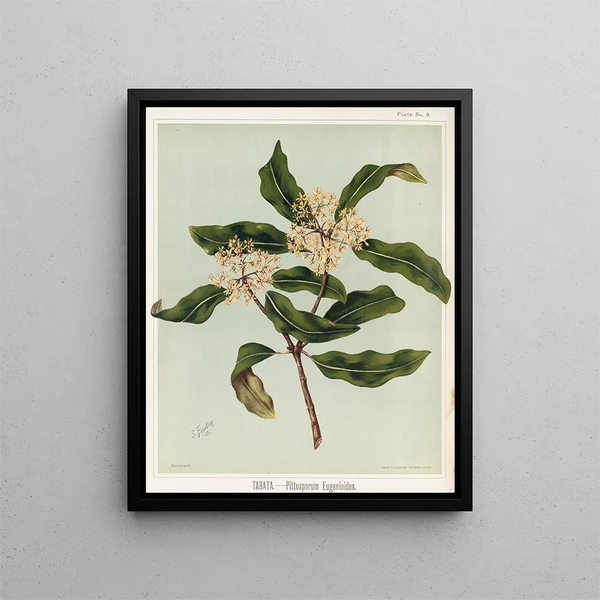 Tarata Pittosporum eugenioides, Planche 9 - Sarah Featon — gerahmtes Bild an der Wand