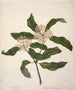 Tarata Pittosporum eugenioides - Sarah Featon — Ansicht des Kunstwerks