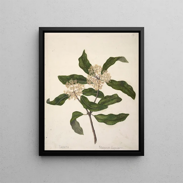 Tarata Pittosporum eugenioides - Sarah Featon — gerahmtes Bild an der Wand