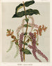 Tupakihi Coriaria ruscifolia, Planche 25 - Sarah Featon — Ansicht des Kunstwerks