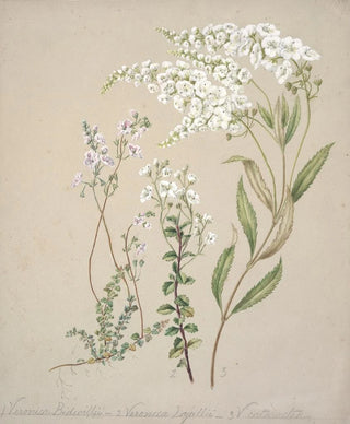 Sarah Featon - Veronica.webp