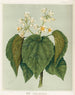 Whau Entelea arborescens, Platte 13 - Sarah Featon — Ansicht des Kunstwerks