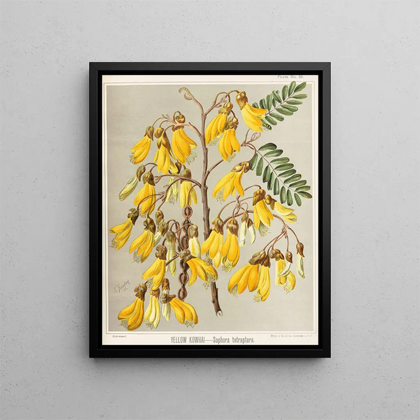 Kowhai jaune Sophora tetraptera, Planche 28 - Sarah Featon — gerahmtes Bild an der Wand