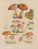 Illustrationen der Pilze unserer Felder und Wälder pl02 - Sarah Price — Ansicht des Kunstwerks