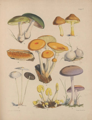 Sarah Price - Illustrations of the fungi of our fields and woods Pl05.webp