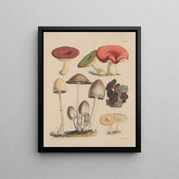 Sarah Price - Illustrations of the fungi of our fields and woods Pl06.webp