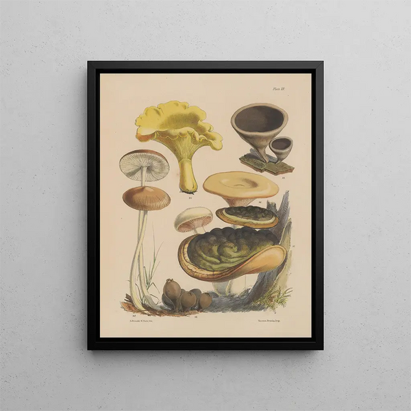 Sarah Price - Illustrations of the fungi of our fields and woods Pl15.webp