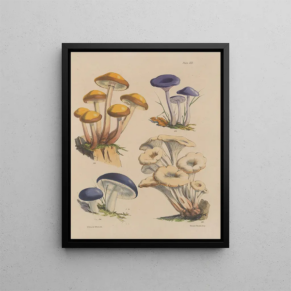 Sarah Price - Illustrations of the fungi of our fields and woods Pl19.webp