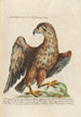 Ornithologie methodisch angeordnet Pl001 - Saverio Manetti — Ansicht des Kunstwerks