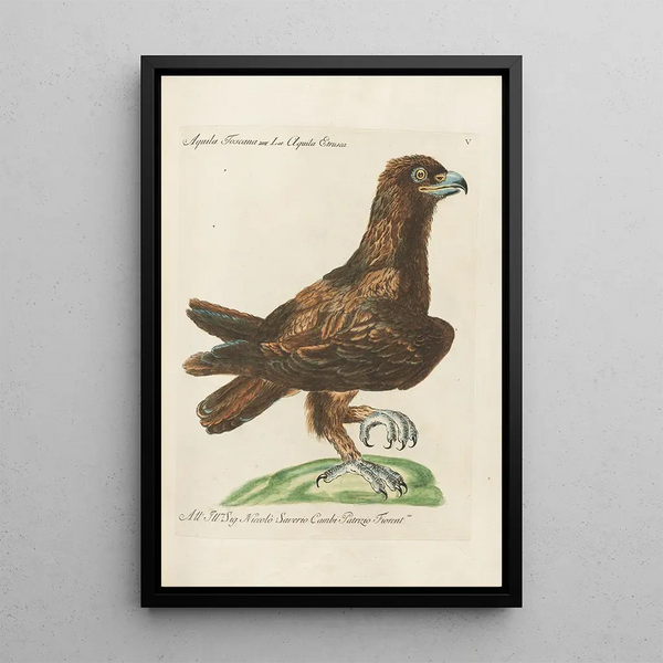 Ornithologie methodisch angeordnet Pl005 - Saverio Manetti — gerahmtes Bild an der Wand
