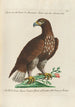 Ornithologie methodisch angeordnet Pl007 - Saverio Manetti — Ansicht des Kunstwerks