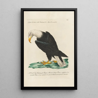 Saverio Manetti - Ornithologia methodice digesta Pl008.webp