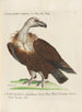 Ornithologie methodisch verdaut Pl010 - Saverio Manetti — Ansicht des Kunstwerks