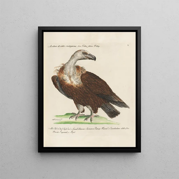 Ornithologie methodisch verdaut Pl010 - Saverio Manetti — gerahmtes Bild an der Wand