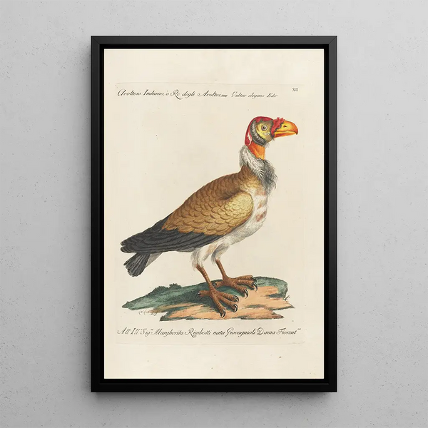 Ornithologie methodisch angeordnet Pl012 - Saverio Manetti — gerahmtes Bild an der Wand