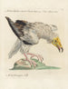 L ornithologie methodisch verdautes Gemälde Pl014 - Saverio Manetti — Ansicht des Kunstwerks