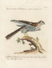Ornithologie methodisch verdaut Pl017 - Saverio Manetti — Ansicht des Kunstwerks