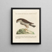Ornithologie methodisch verdaut Pl018 - Saverio Manetti — gerahmtes Bild an der Wand